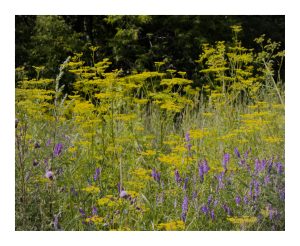 Some wild flowers near the Fort Street Bridge in Caribou, Maine.