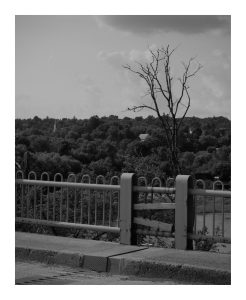 A dead tree beside the east end of the Fort Street Bridge in Caribou, Maine.