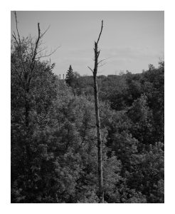 A standing dead tree just off the east end of the Fort Street Bridge in Caribou, Maine.