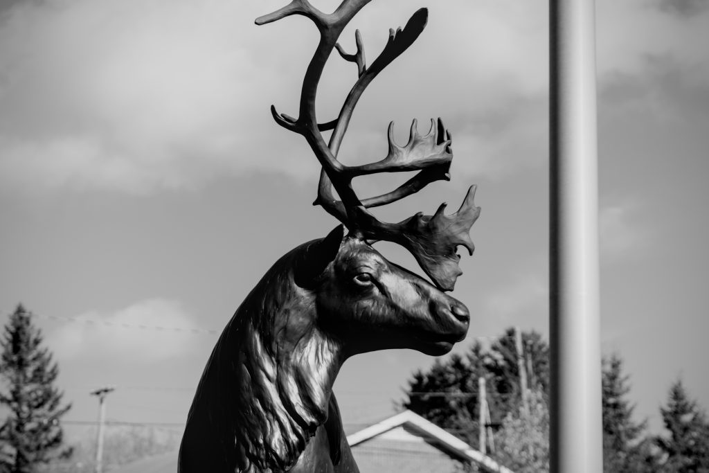 Another statue I've taken several photos of, the majestic Caribou in the middle of town.