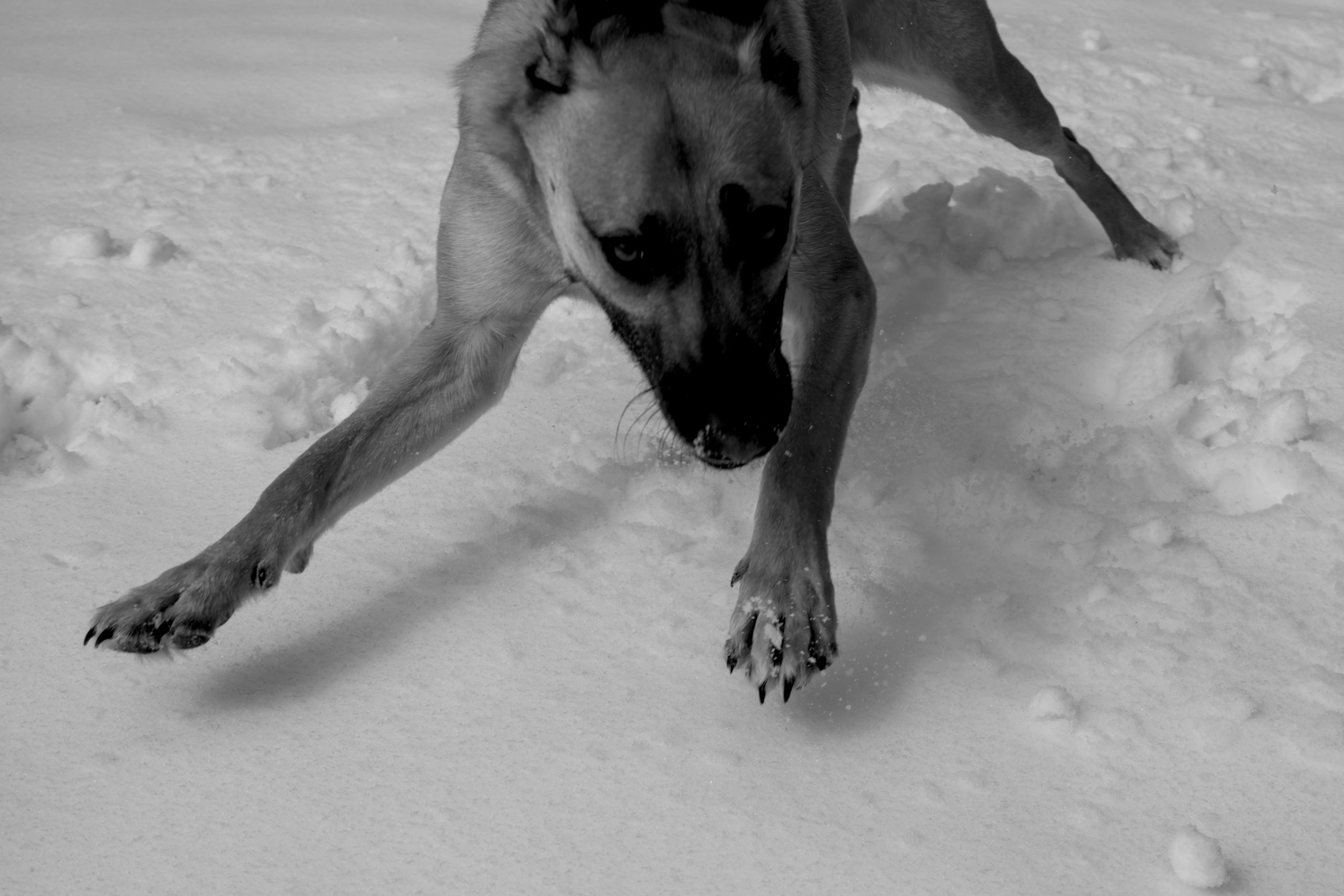 You guessed it — more pictures of the dog