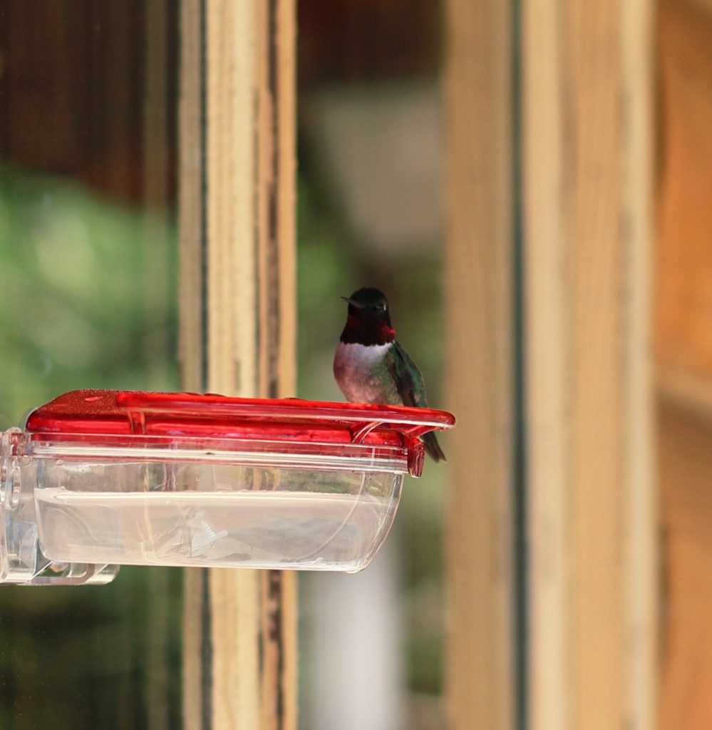 A hummingbird at a feeder. 