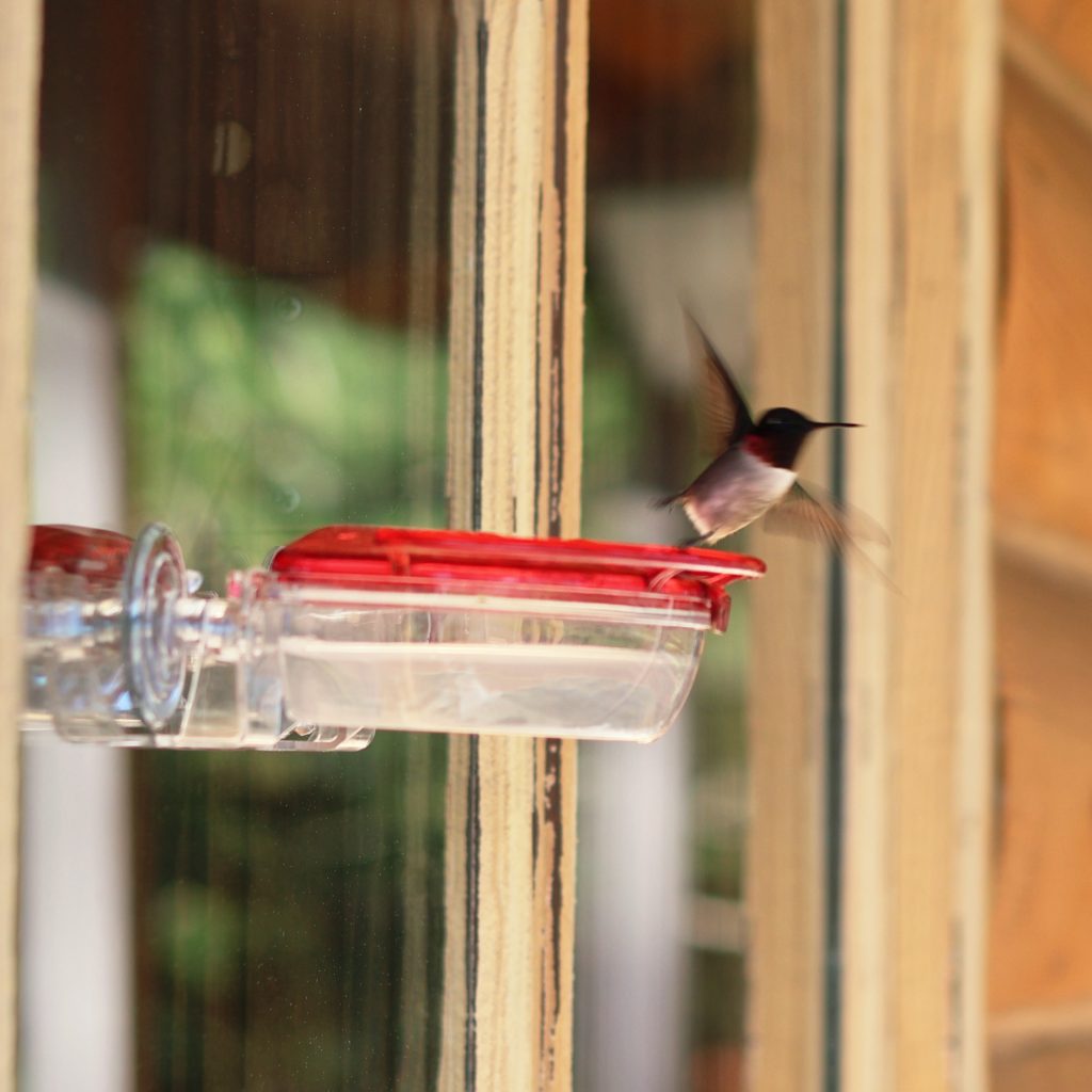 A hummingbird at a feeder. 