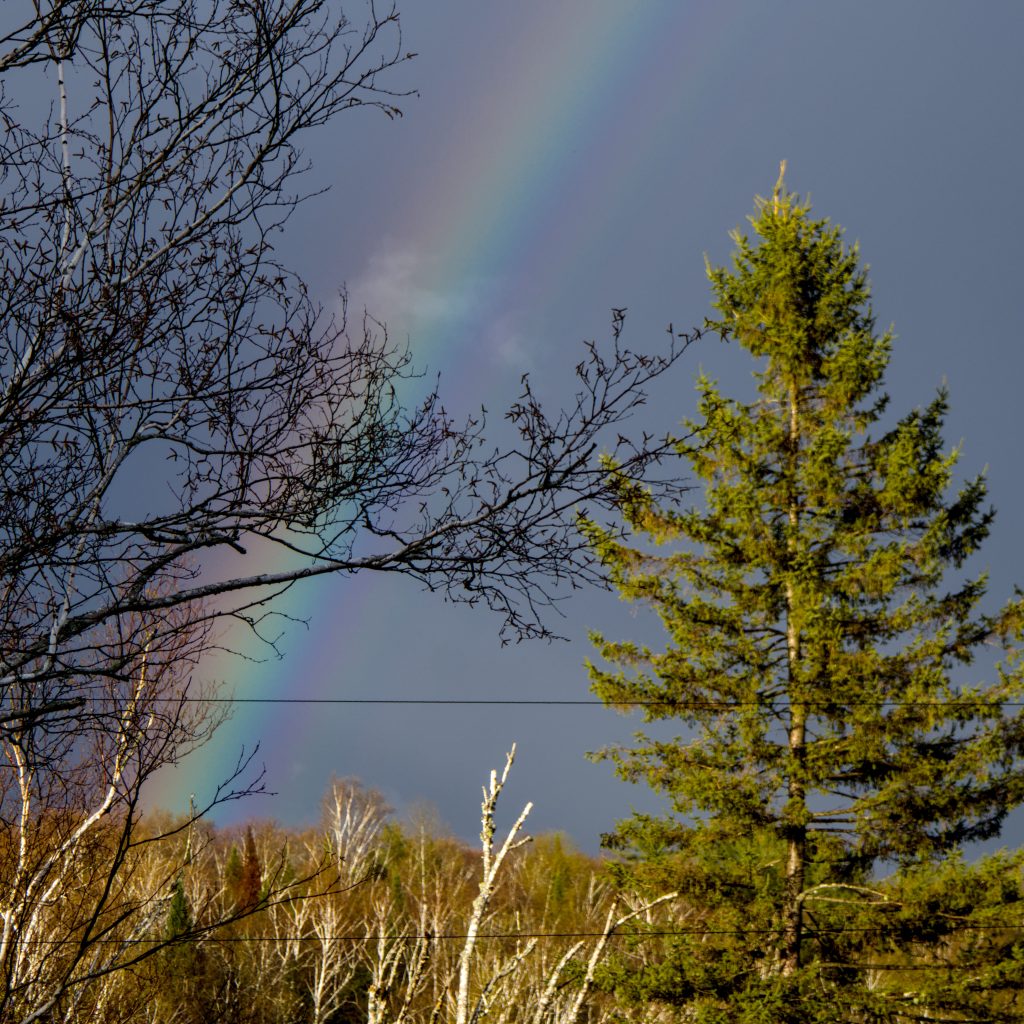A rainbow behind some trees.