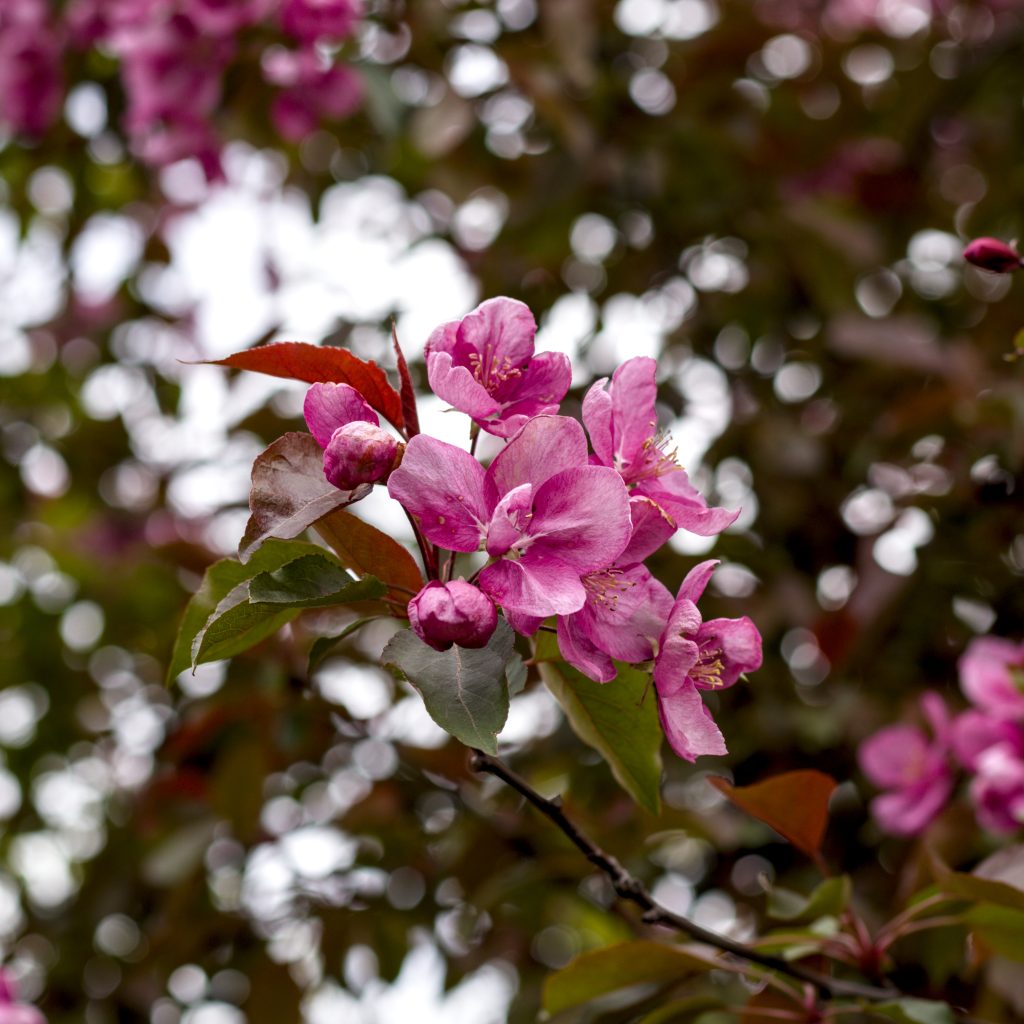 A pink flower blooming from a tree by the river.