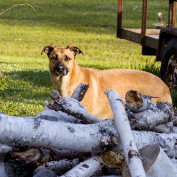 Our dog, Jeannie, staring directly into the camera from behind a pile of birch logs.