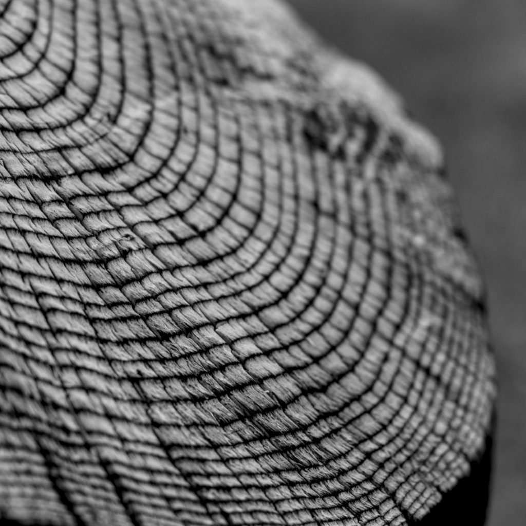 A closeup black and white photo of the top of a wooden mushroom carved using a chainsaw.