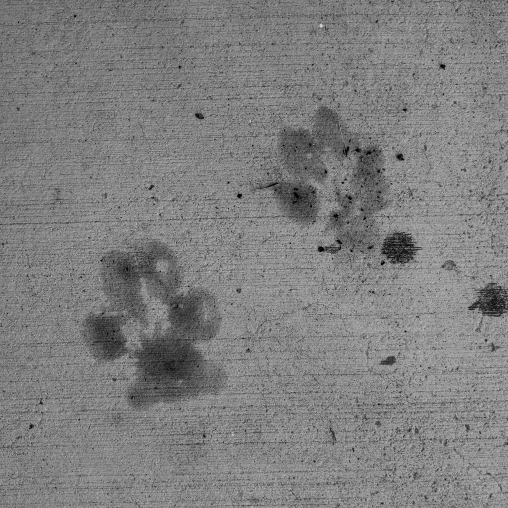 A top-down photo of a couple of wet paw prints on concrete.