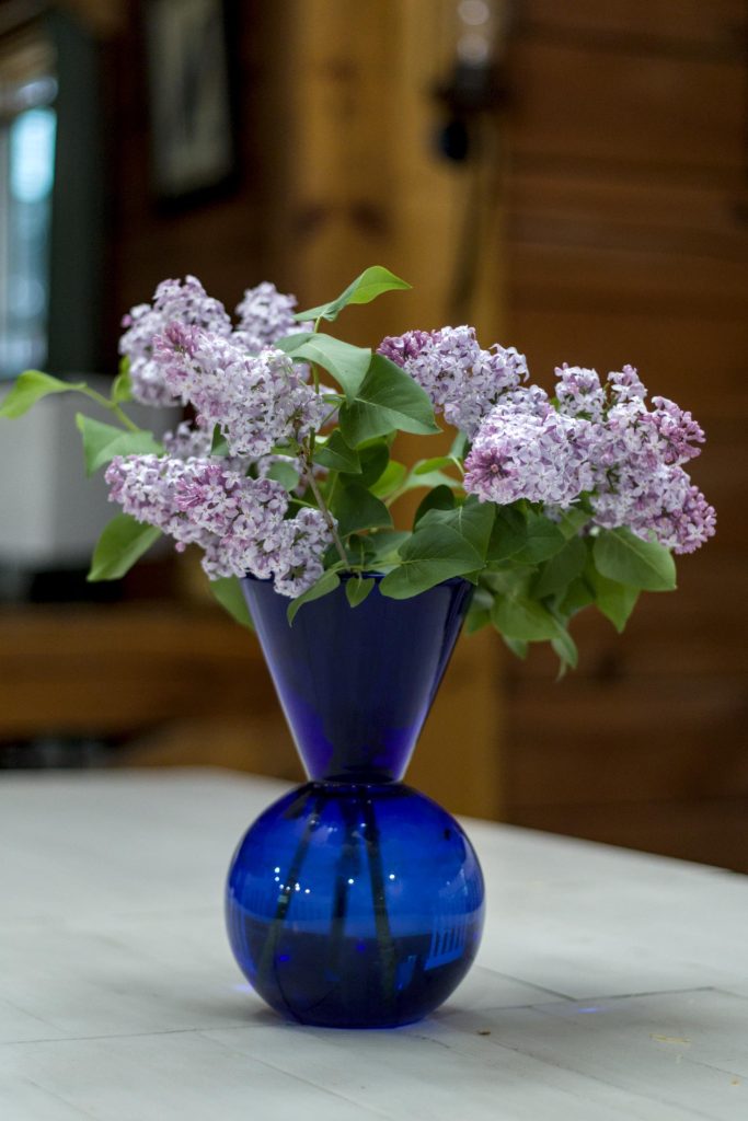 A cobalt blue vase holding some lilac flowers sitting on our dining room table.