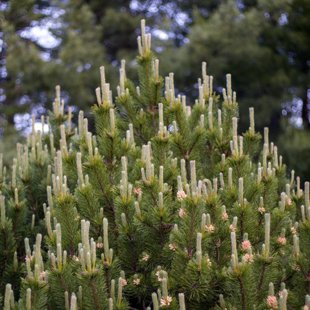 A photo of an evergreen tree just outside our bedroom window.