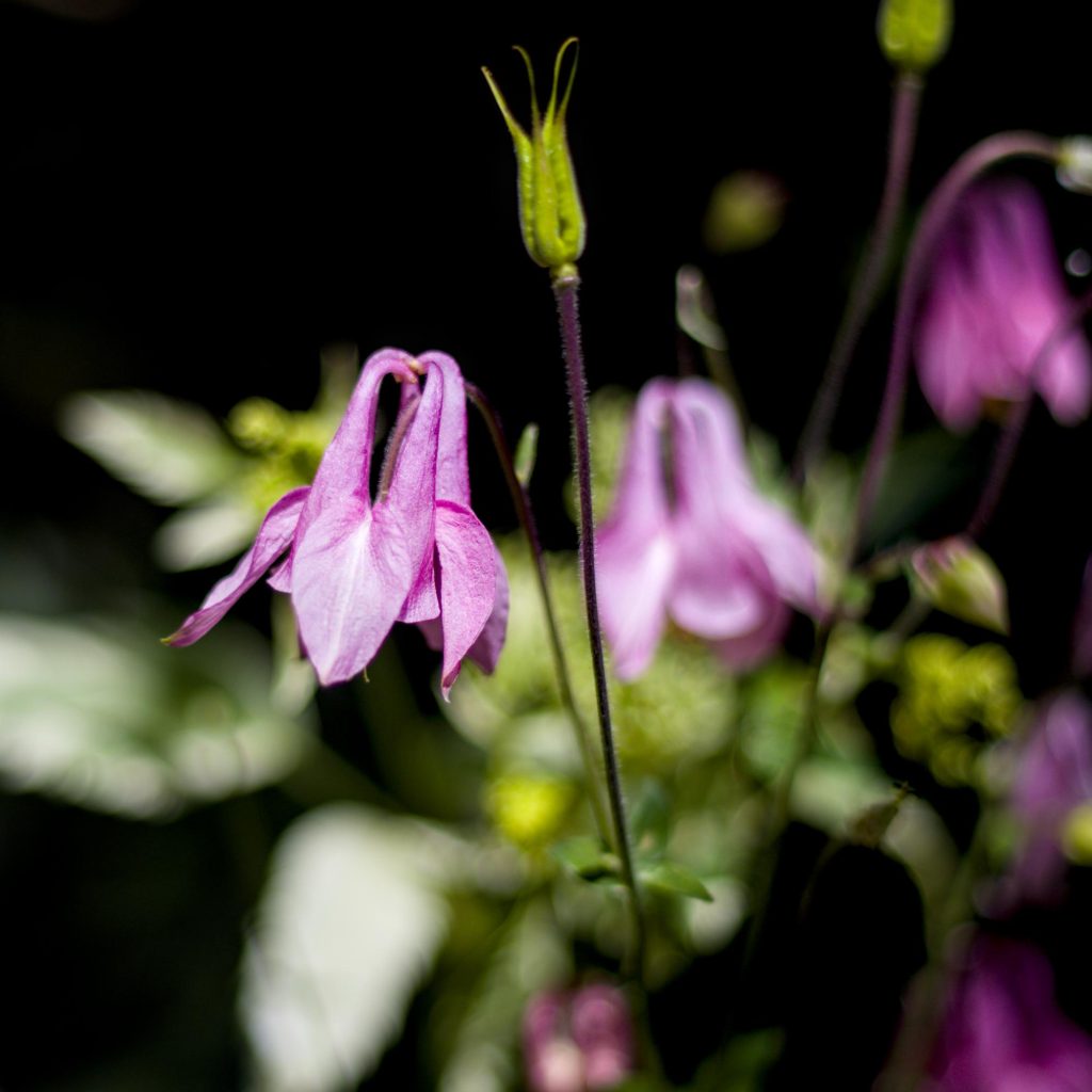 A close-up photo of a purple flower.