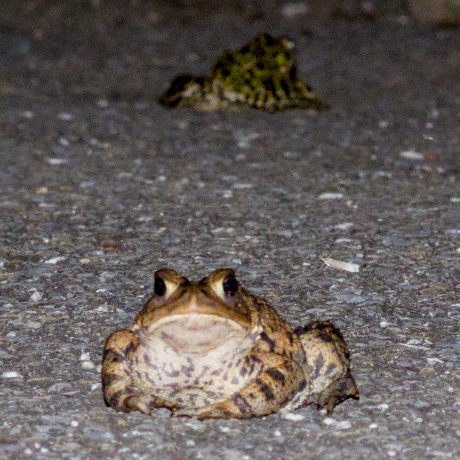 Frog and Toad