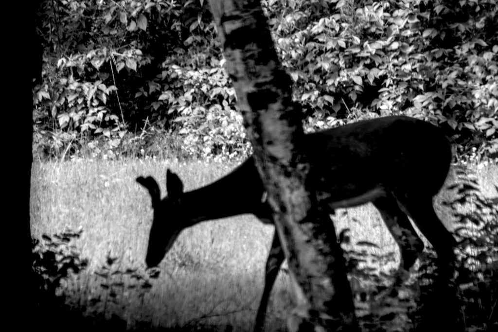 A black and white photo of the silhouette of a buck behind a birch tree.