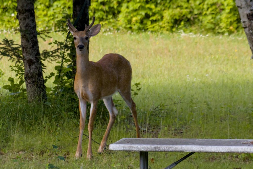 A buck stands in our yard and stares back at us.