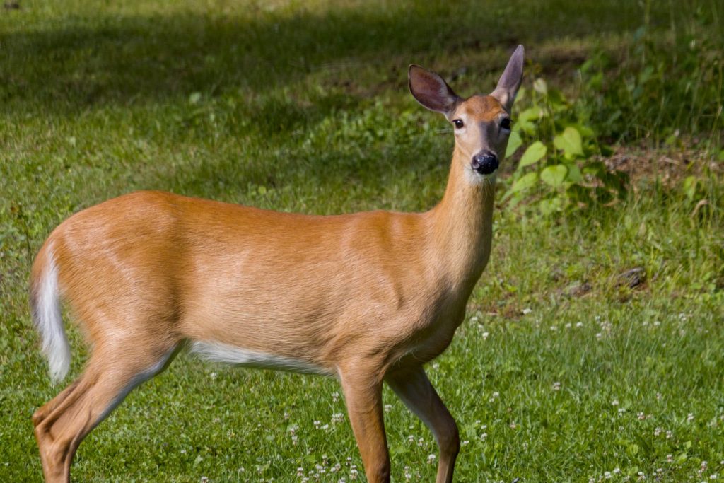 A doe stands and stares back at us with an attentive ear.