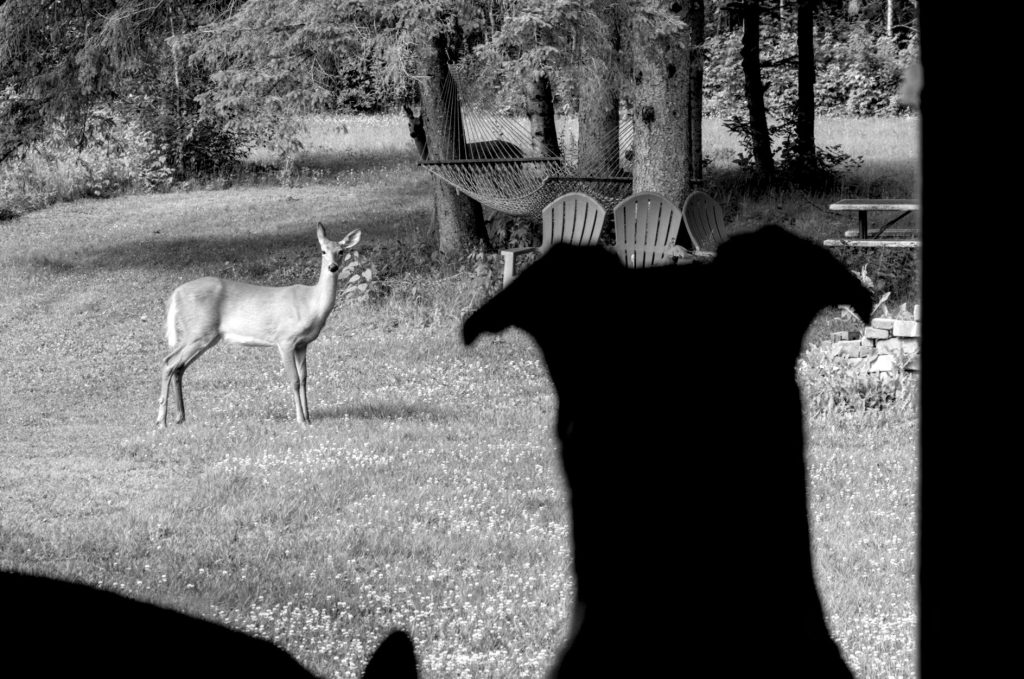 A black and white photo of Jeannie and both deer staring at one another through the window.