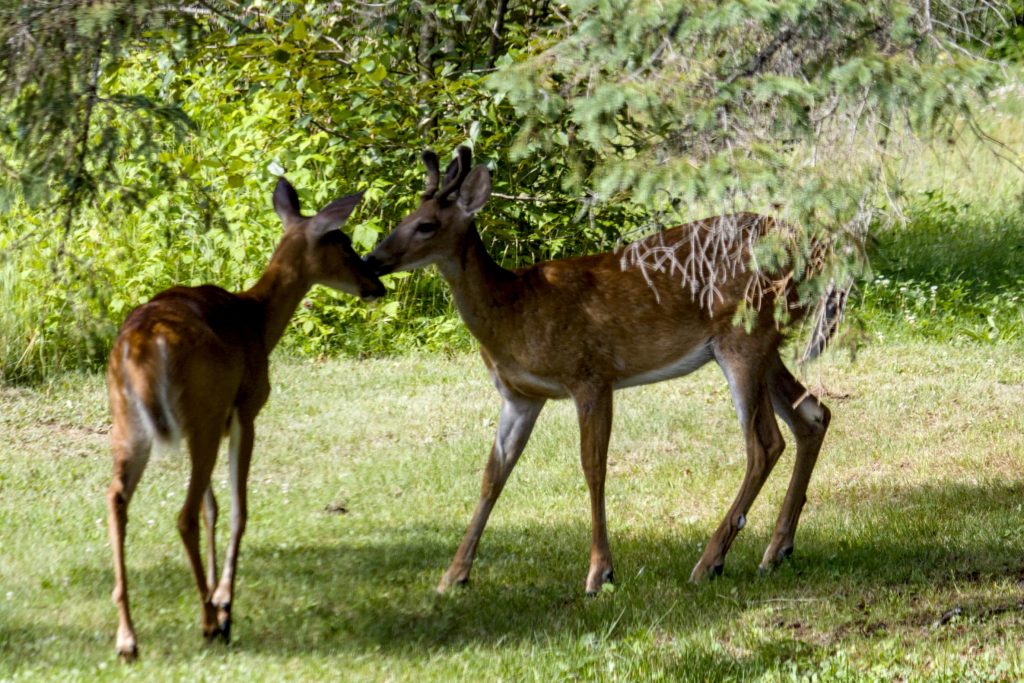 A photo of two deer touching snouts.