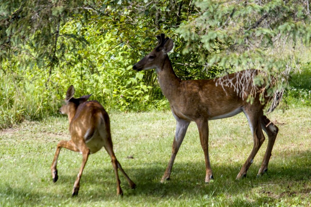 A photo of two deer, a doe and a buck. The doe is posing playfully.