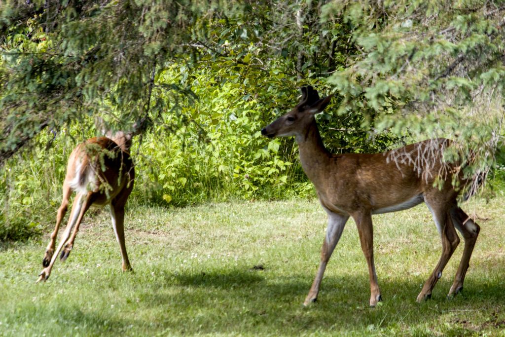 A doe and buck begin to scamper away into the woods.