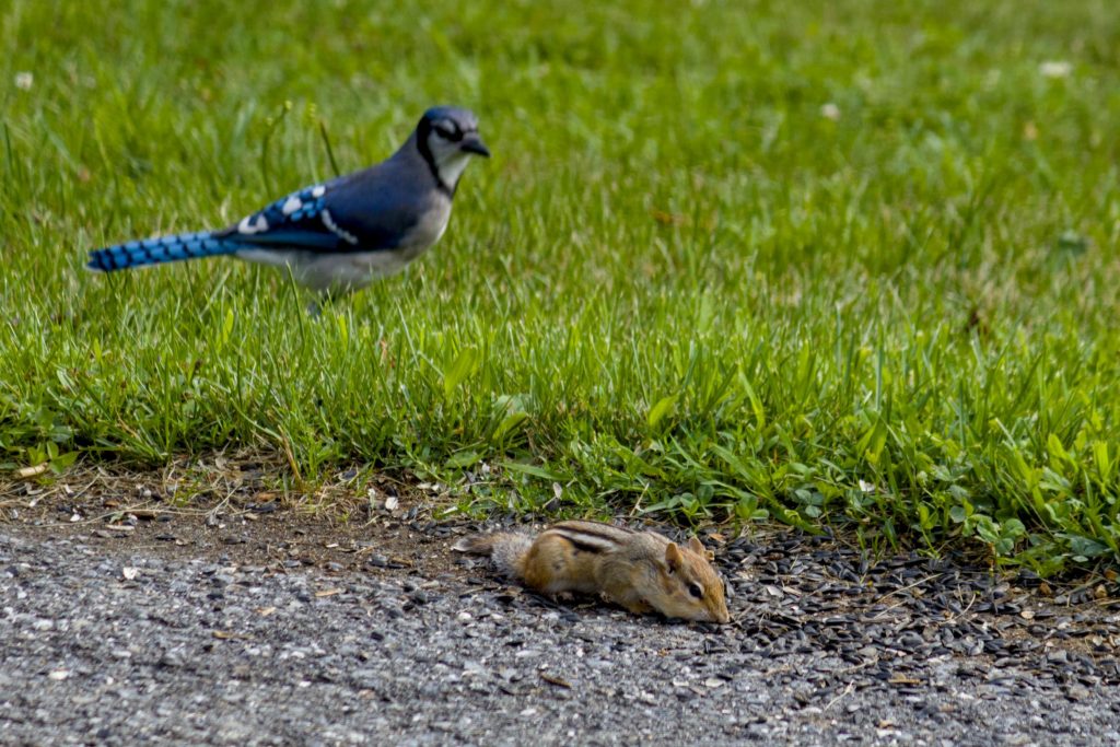 The blue jay looks on and patiently waits for the chipmunk to pick at what remains of the sunflower seed Kim leaves in the driveway. His patience is fleeting.