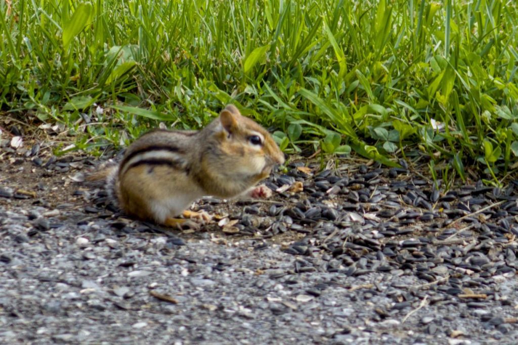 A chipmunk with cheeks full of bird seed.