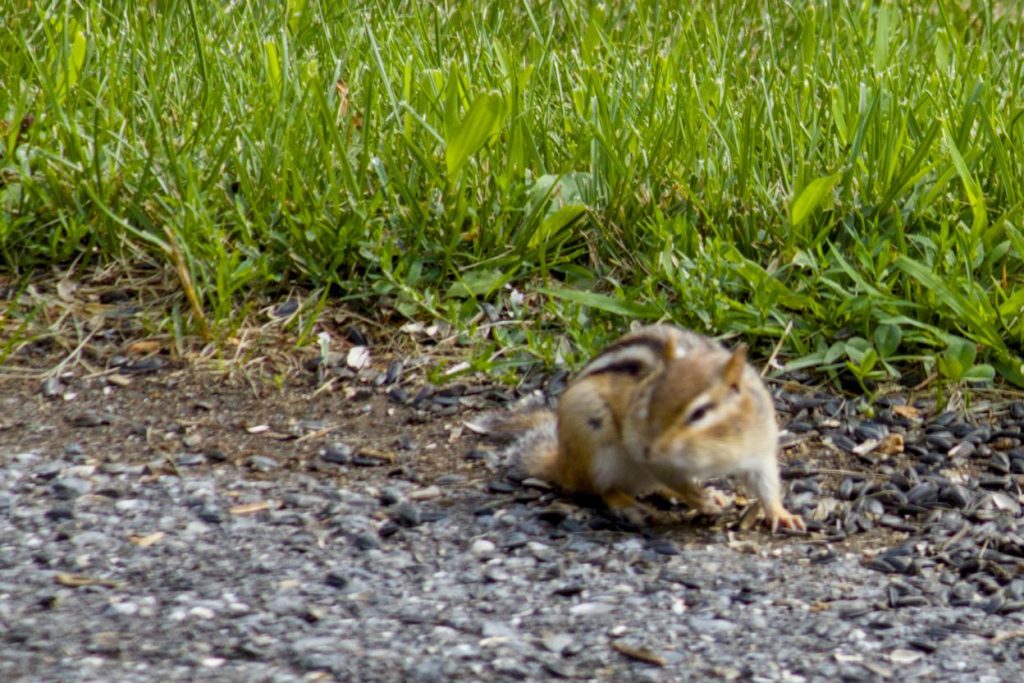 The chipmunk is turning around, getting ready to retreat back to his hiding spot.