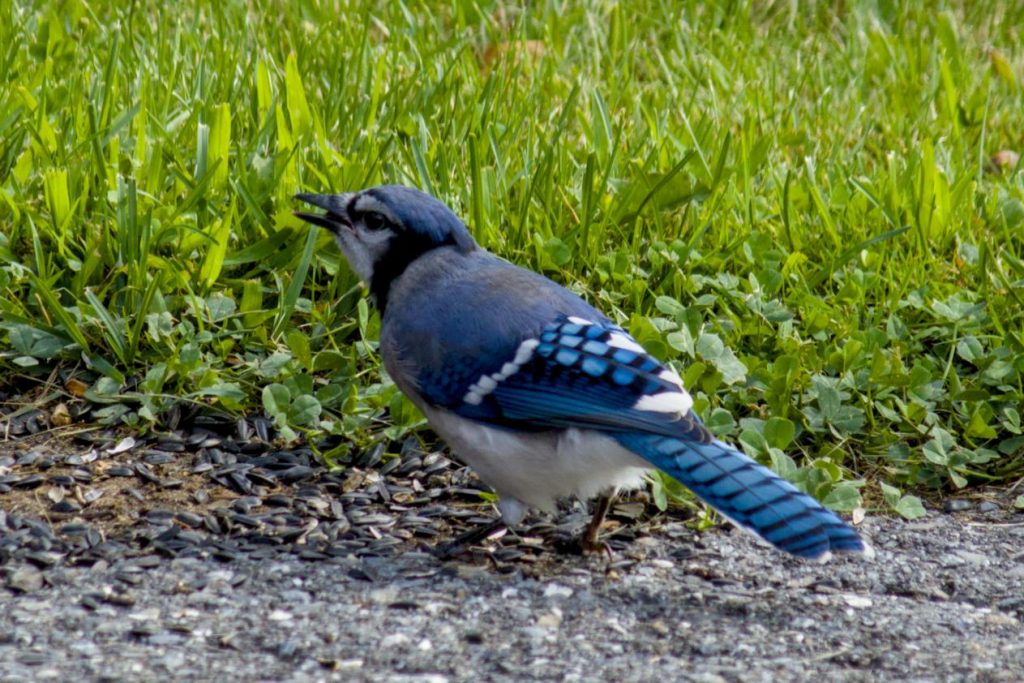 A blue jay calls after the intruder after regaining control of the seed cache.