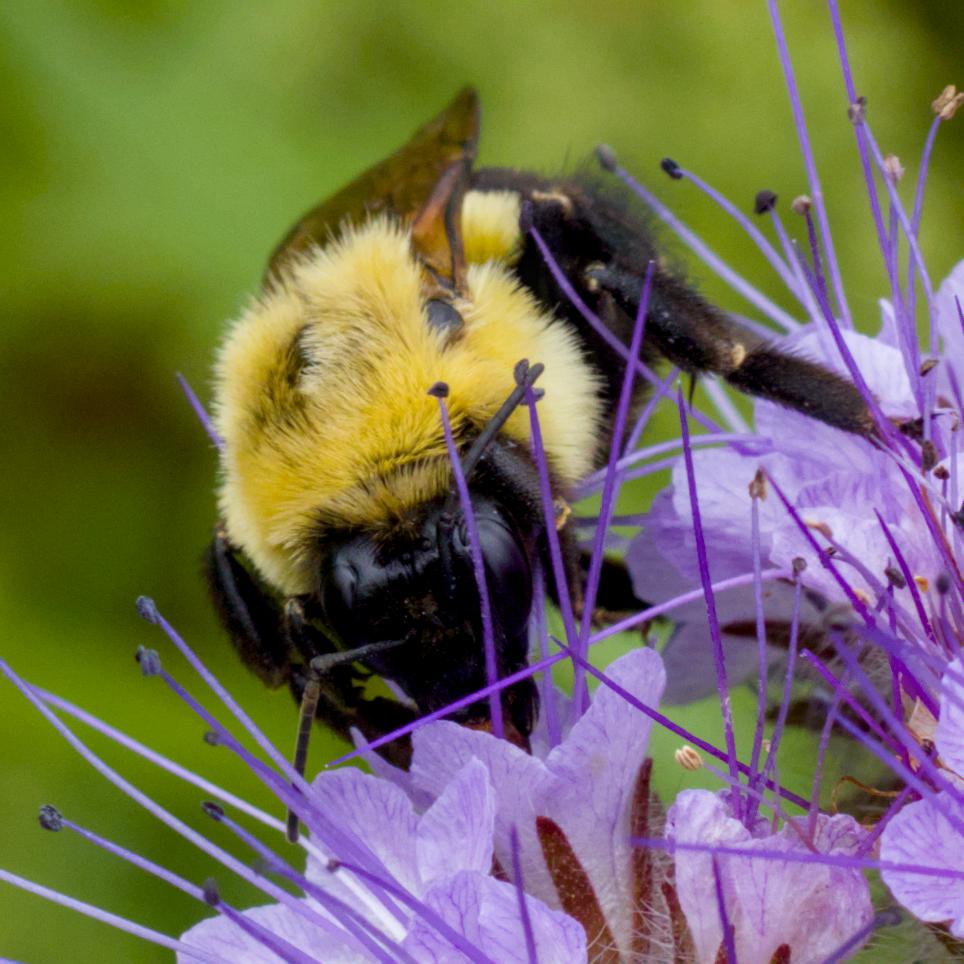 A closeup of a bumblebee hard at work on a flower.