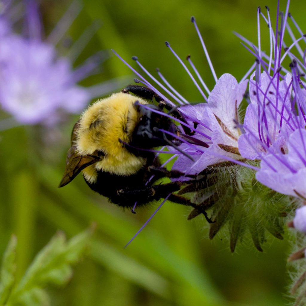 A closeup of a bumblebee hard at work on a flower.