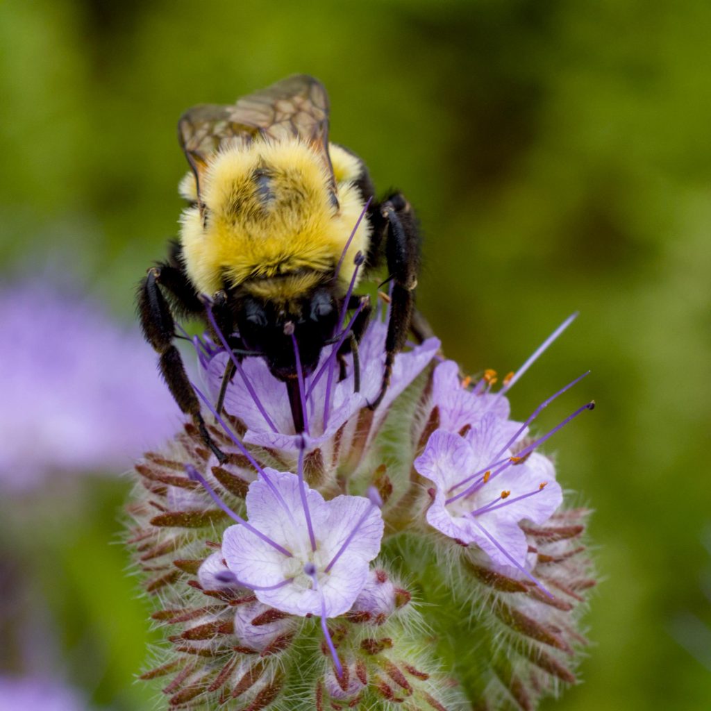 A closeup of a bumblebee hard at work on a flower.