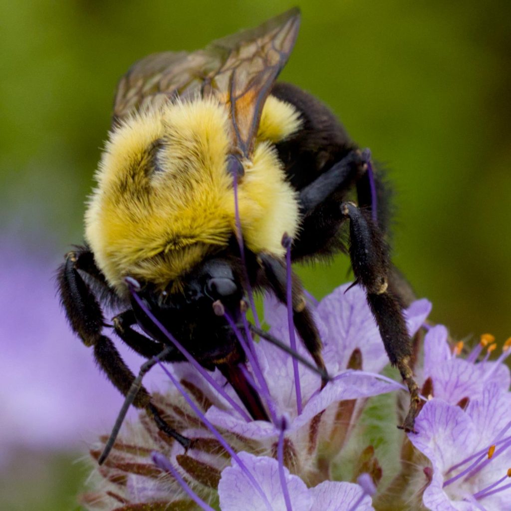 A closeup of a bumblebee hard at work on a flower.