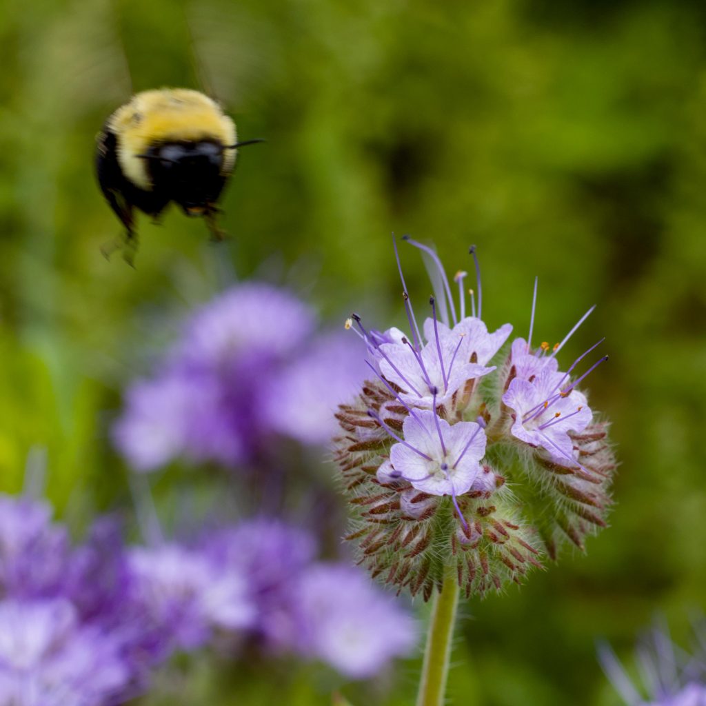 A bee flying towards a purple flower.