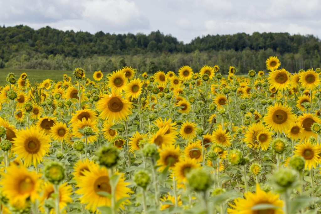 Thousands of sunflowers had opened up and many more getting ready to reveal themselves in the field by Route 161 heading towards Caribou.