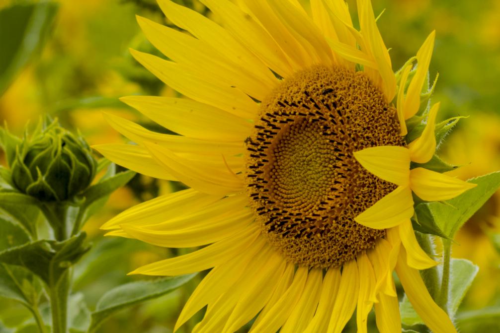 A closeup of one of the open sunflowers.