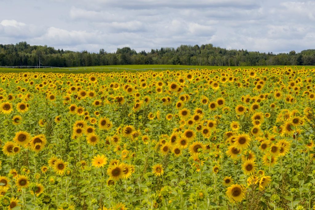 Another shot of the vast field of flowers.