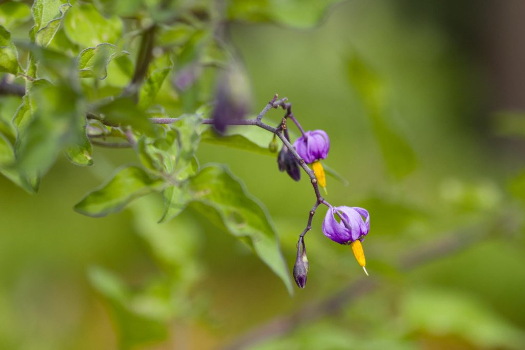 A closeup of bittersweet nightshade.