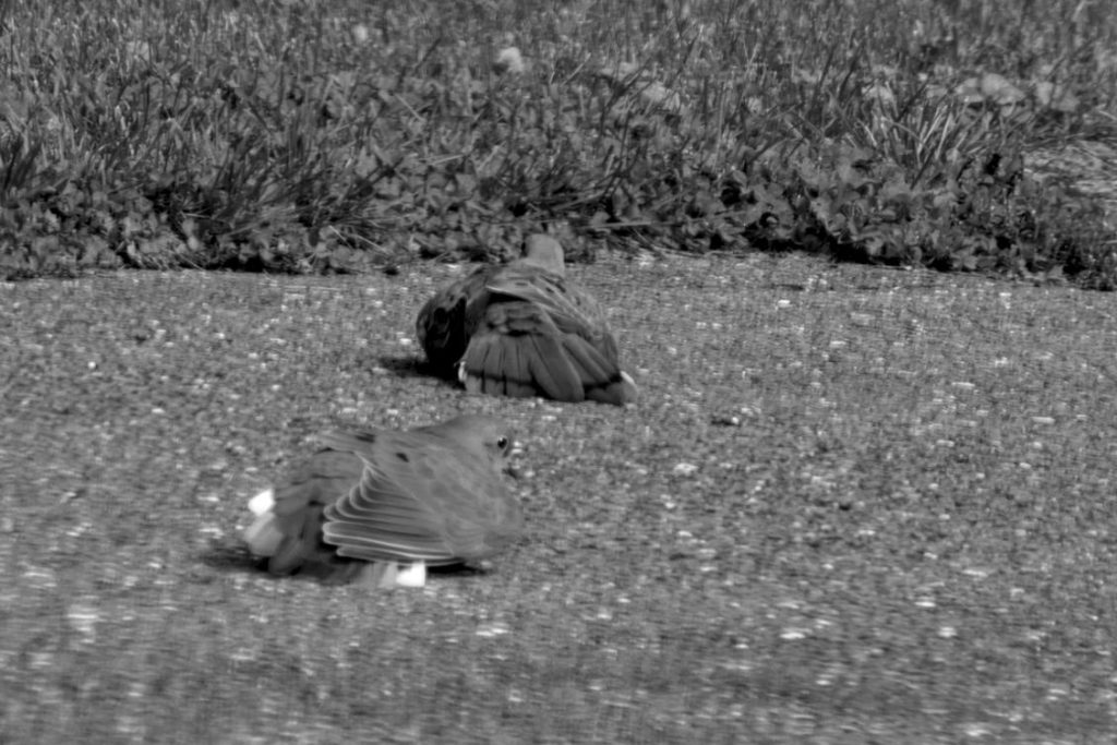 A black and white photo of a couple of mourning doves sunning themselves in our driveway.