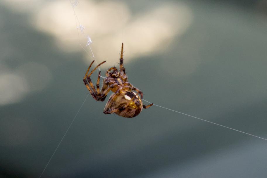 A closeup of an orb-weave spider on it's web.